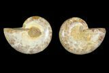 2.8" Cut & Polished Agatized Ammonite Fossil - Jurassic - #131658-1